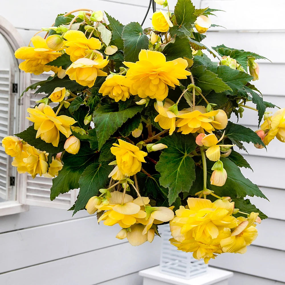 yellow plants for hanging baskets Double Hanging Basket Begonias Yellow