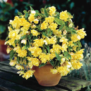 Double Hanging Basket Begonias Yellow