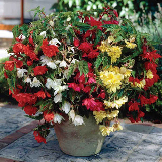 Double Hanging Basket Begonias Mixed