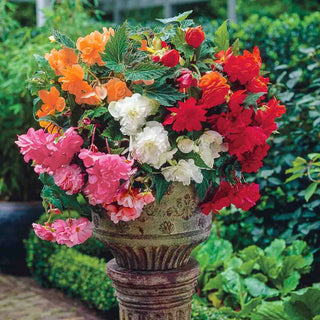Double Hanging Basket Begonias Mixed