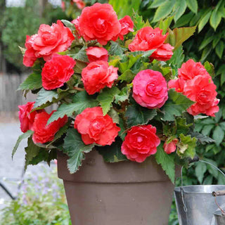 Non-Stop Begonia Pink