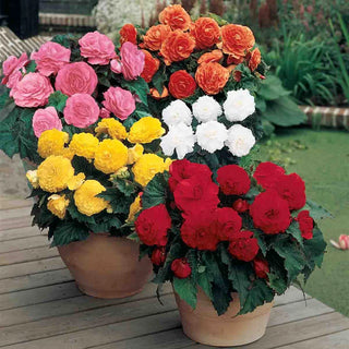 Non-Stop Begonia Mix