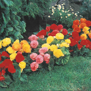 Non-Stop Begonia Mix