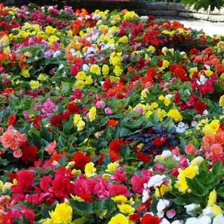 Non-Stop Begonia Mix