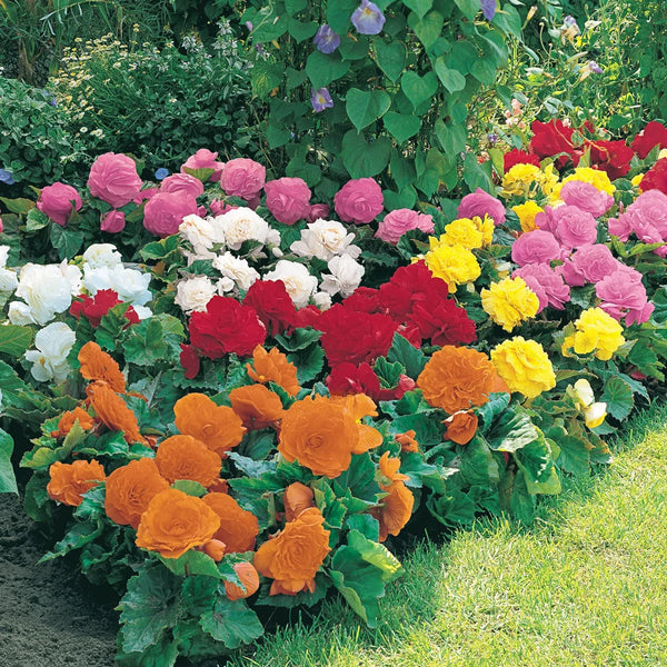 その他 flower Oceanside Garden with Blue Vase | Blooms Today