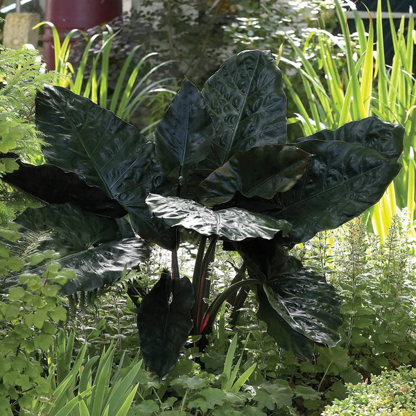 Alocasia plumbea Nigra | K. van Bourgondien