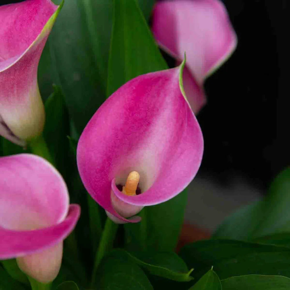 alcatraz flower vs calla lily Free-Flowering Hybrid Calla Lily Garnet Glow