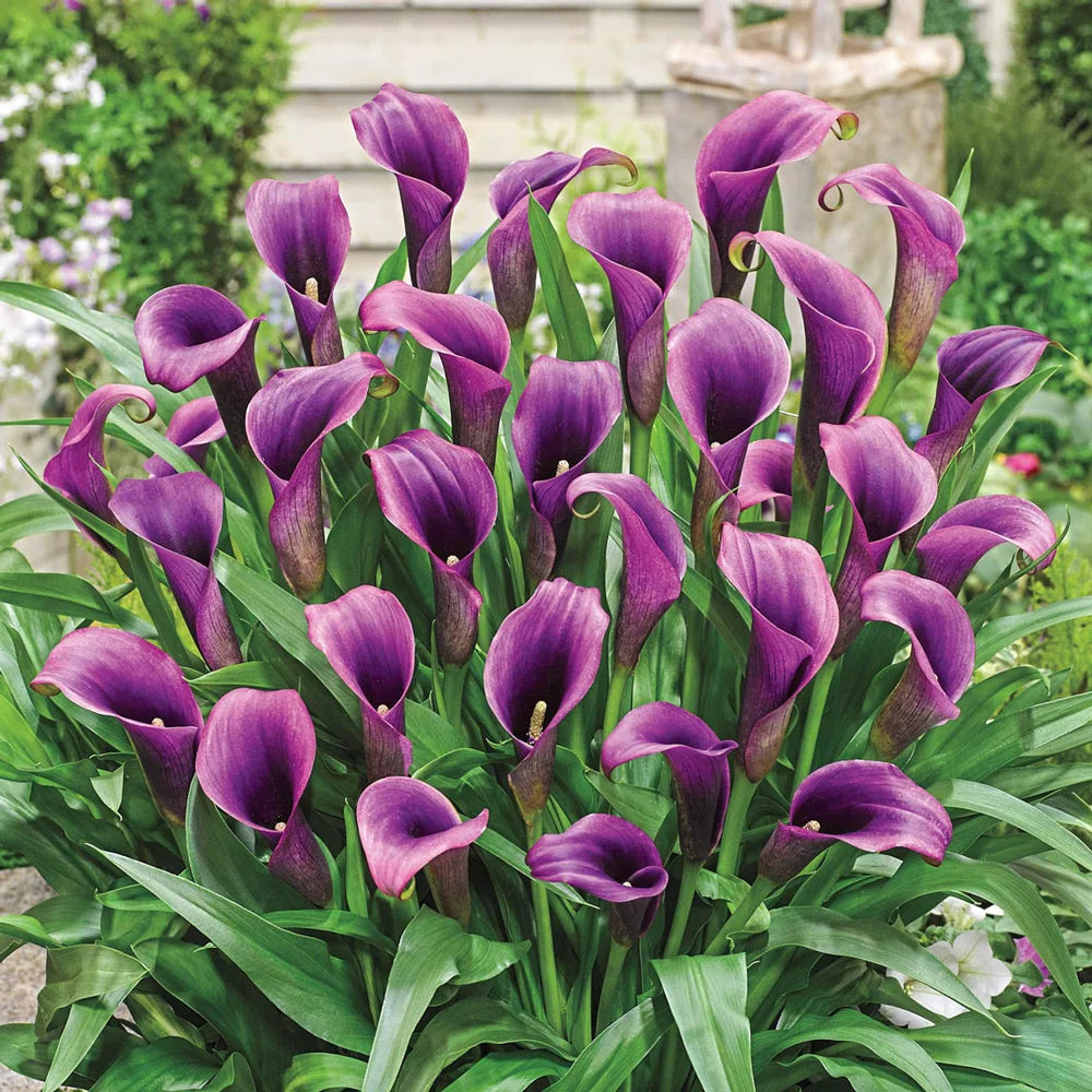 purple flower that looks like a lily Free-Flowering Hybrid Calla Lily Purple Sensation