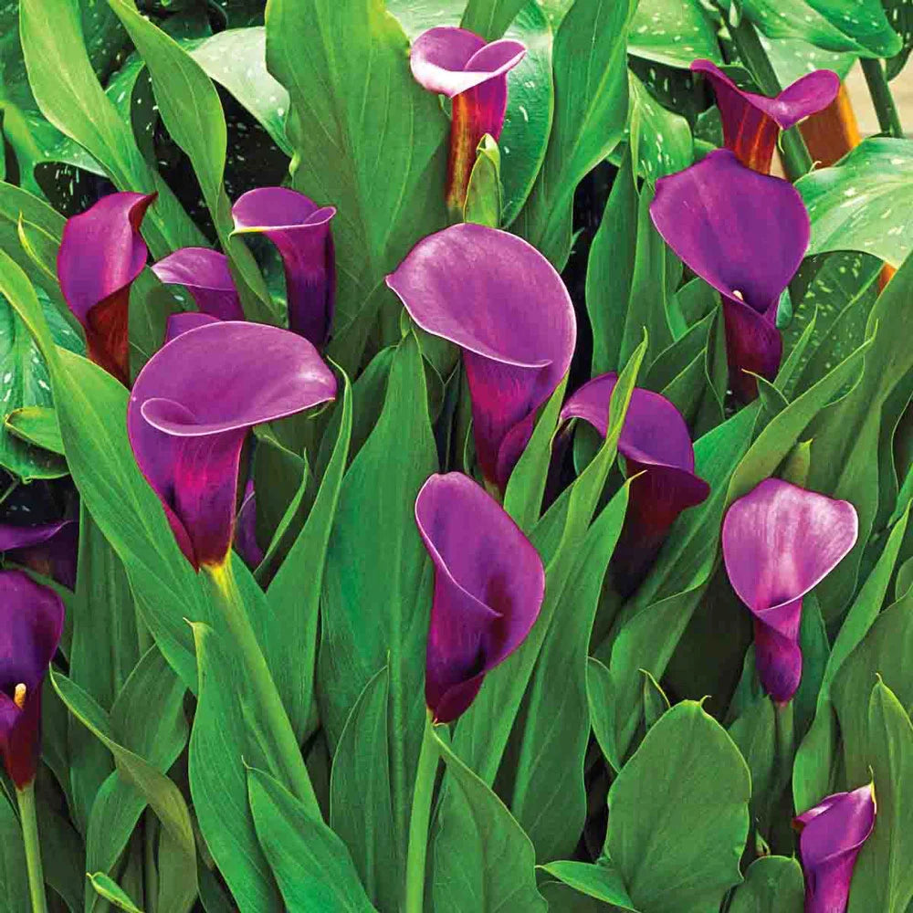 where to plant purple calla lilies Free-Flowering Hybrid Calla Lily Purple Sensation