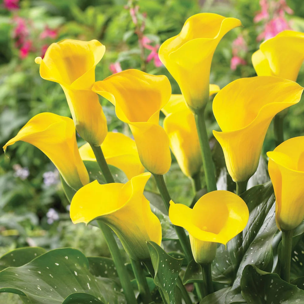 yellow calla lily flower Hybrid Calla Lilies Millennium Gold