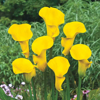 Hybrid Calla Lilies Millennium Gold