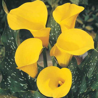 Hybrid Calla Lilies Millennium Gold