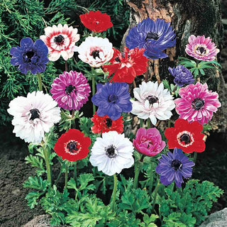Anemone coronaria