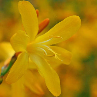Crocosmia George Davison