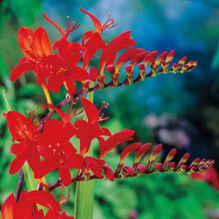 Crocosmia Lucifer