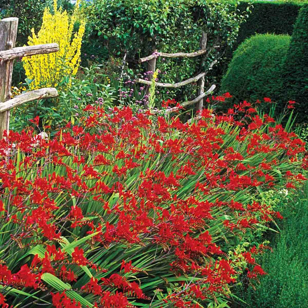lucifer flower seeds Crocosmia Lucifer Flower Bulbs