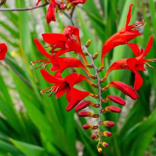 Crocosmia Lucifer
