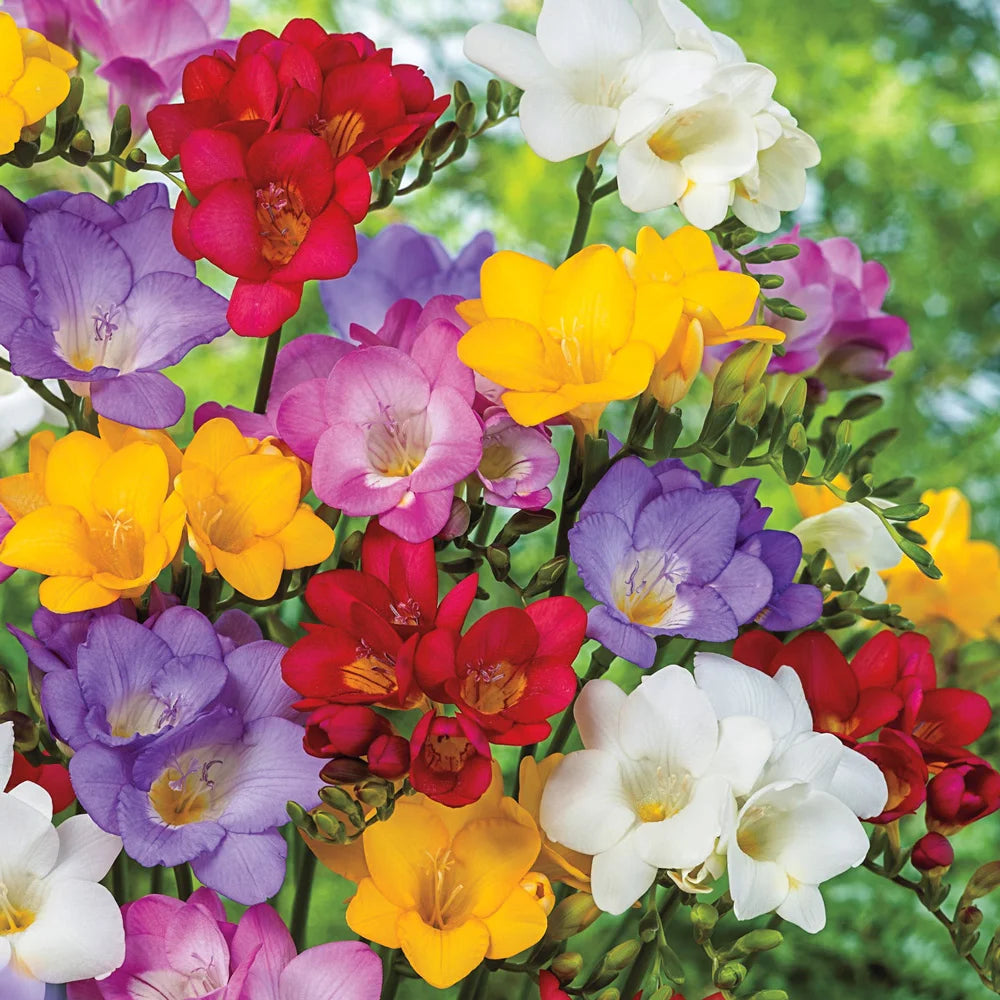 Freesia Mix | K. van Bourgondien