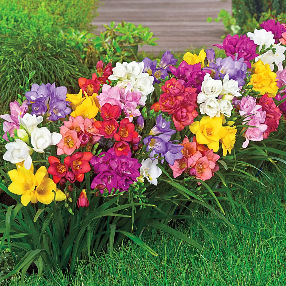 potted freesia plant Freesia Mix