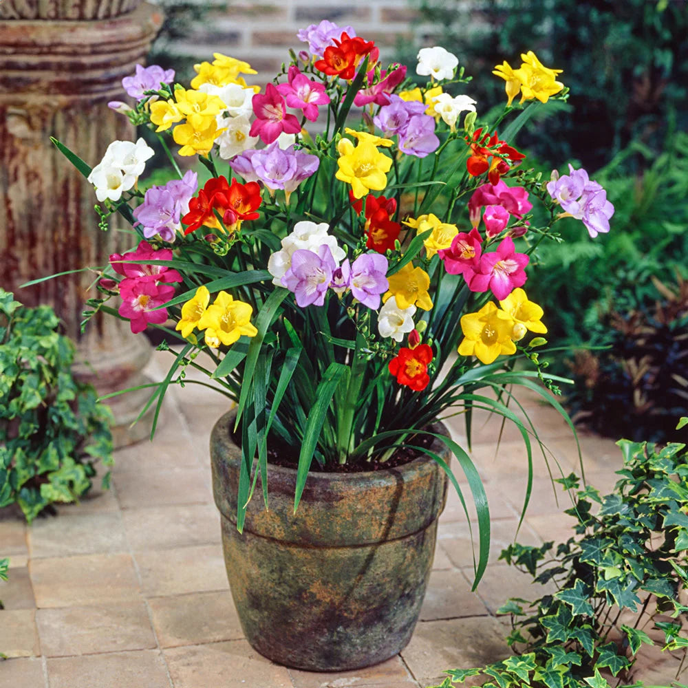 indoor freesia plant care Freesia Mix