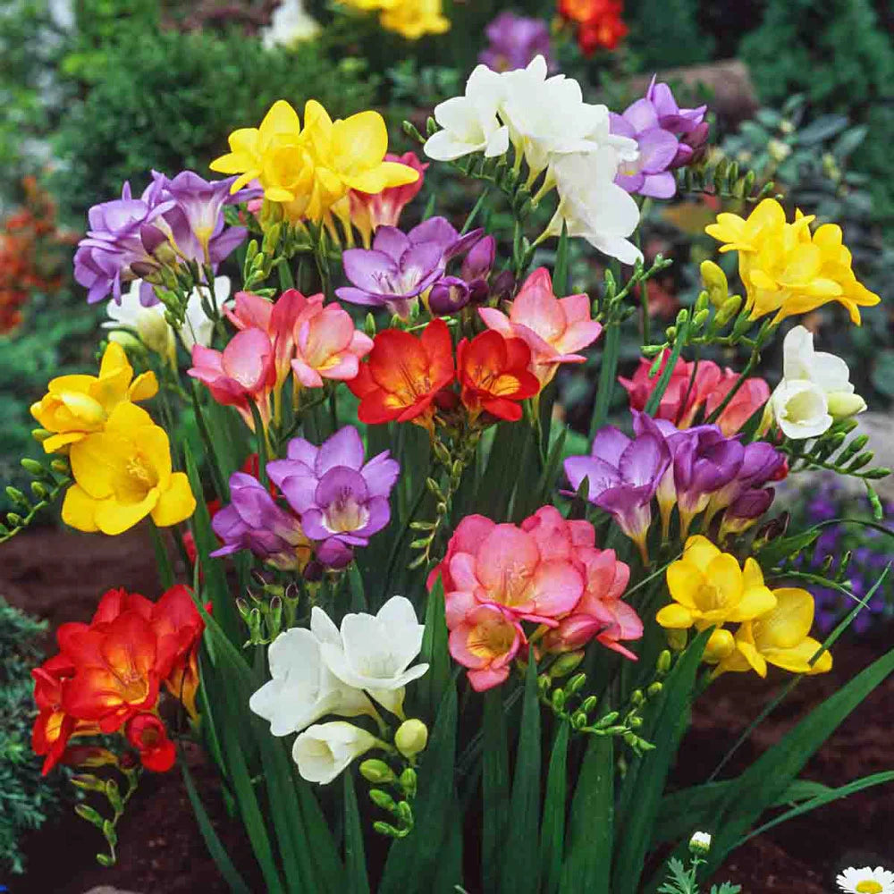 potted freesia plant Freesia Mix
