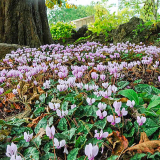 Hardy Fall Blooming Cyclamen