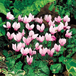 Hardy Fall Blooming Cyclamen