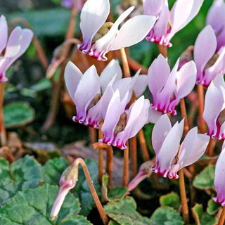Hardy Fall Blooming Cyclamen