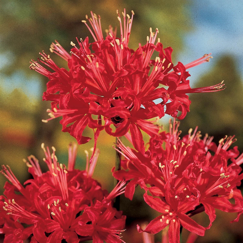 red spider lily bouquet Lycoris radiata (Red Spider Lily)