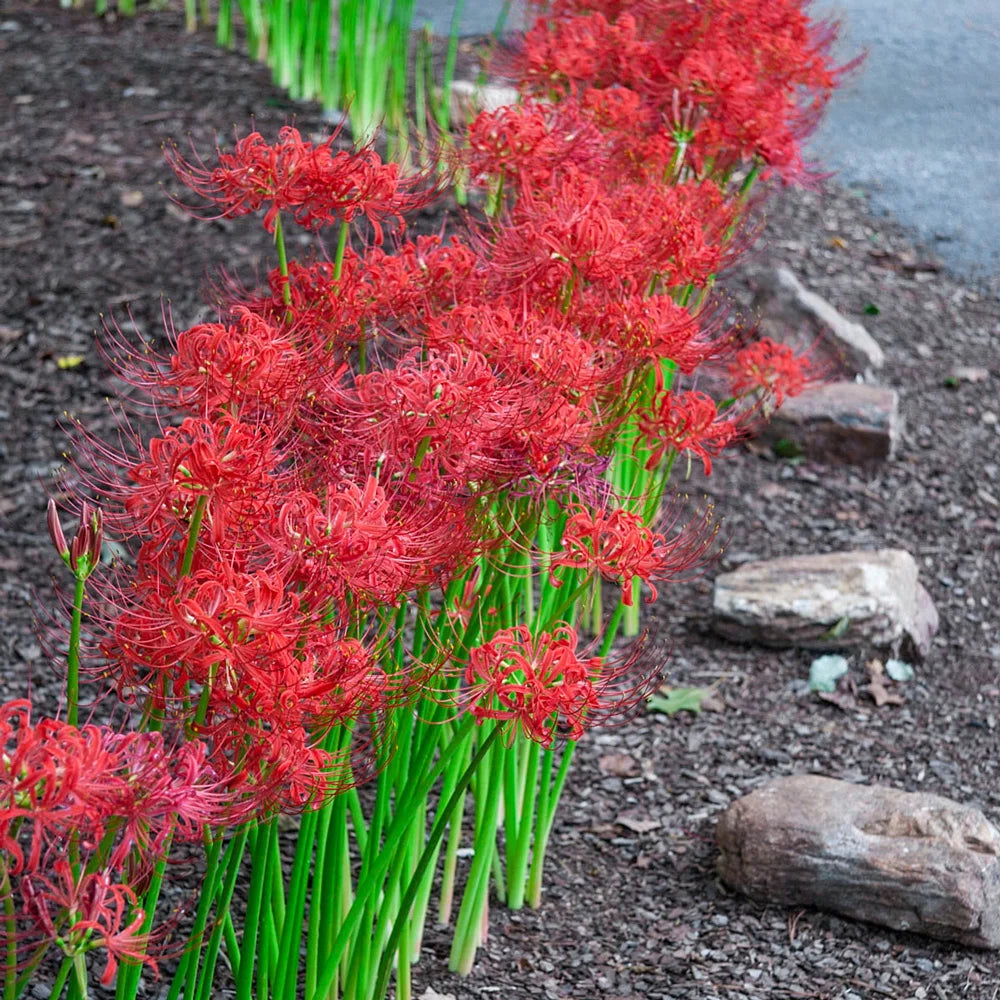 spider iris plant Lycoris radiata (Red Spider Lily)