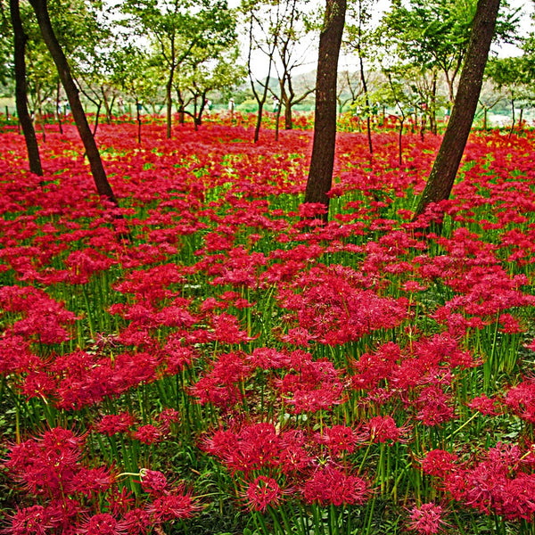 Shop Red Spider Lily Bulbs (Lycoris radiata)