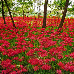 red spider lily for sale near me Shop Red Spider Lily Bulbs (Lycoris radiata)