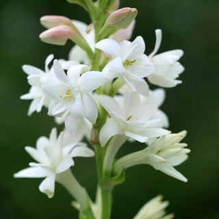 Double Tuberose The Pearl