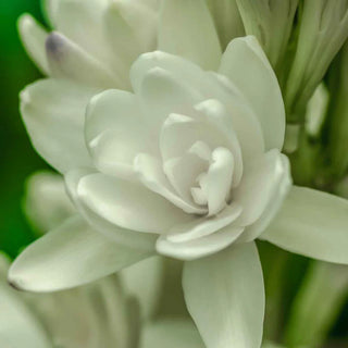 Double Tuberose The Pearl