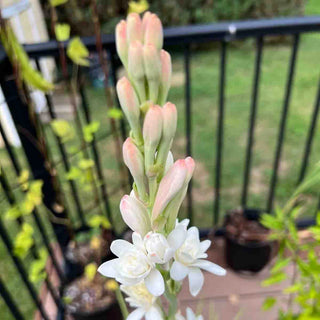 Double Tuberose The Pearl