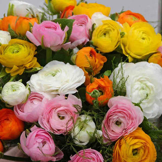 Ranunculus Mixed
