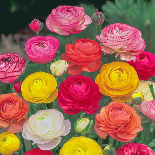 Ranunculus Mixed