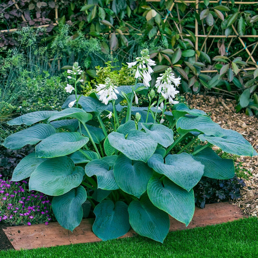 Hosta Bressingham Blue