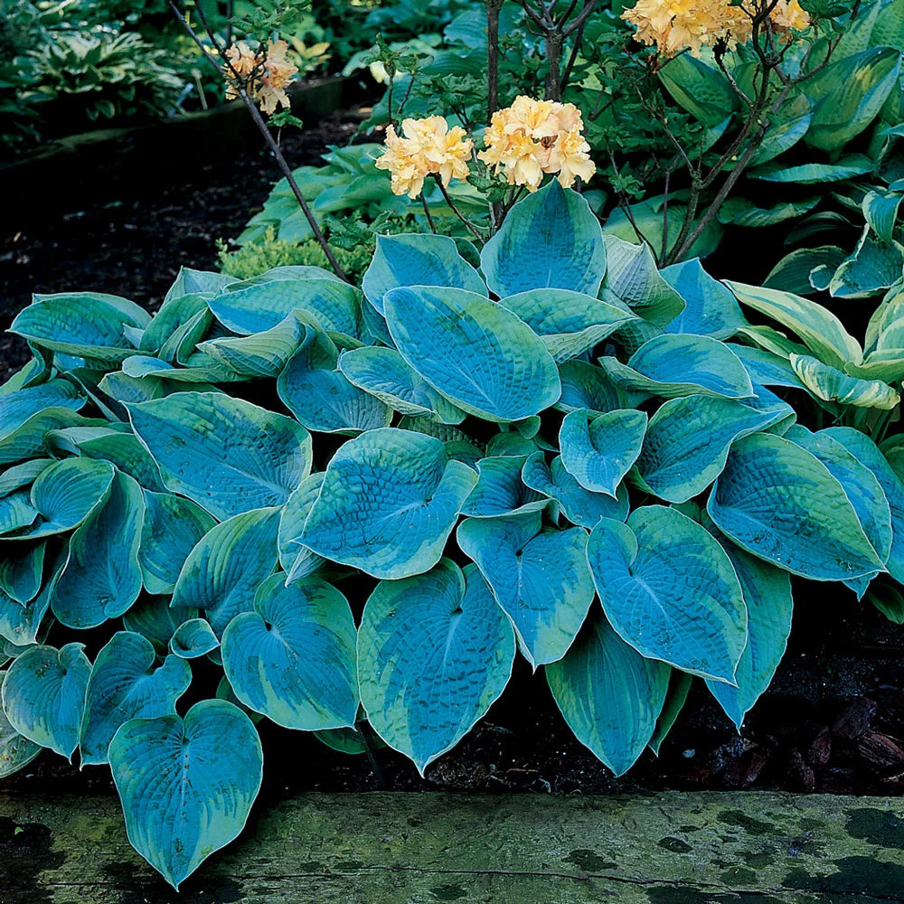 philodendron hostata blue Hosta tokudama Flavocircinalis