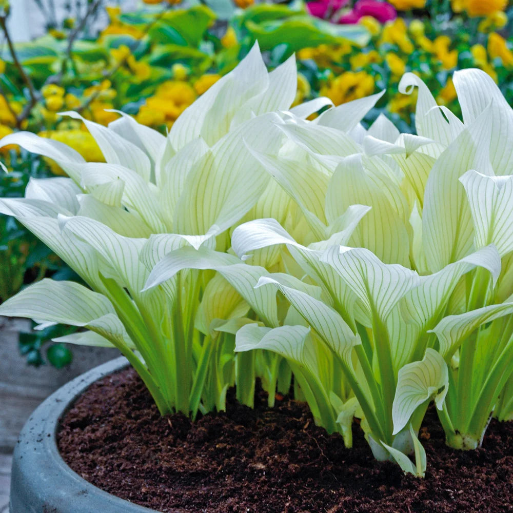 hosta white feather plantain lily Hosta White Feather