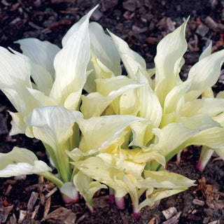 Hosta White Feather
