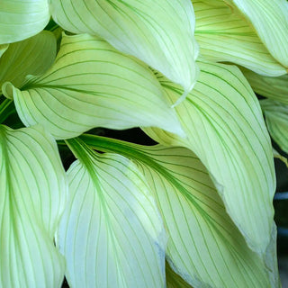 Hosta White Feather