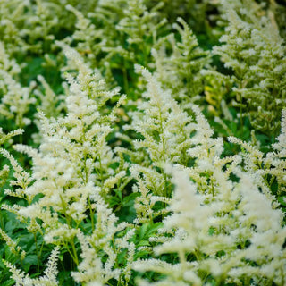 Astilbe Deutschland
