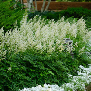 Astilbe Deutschland