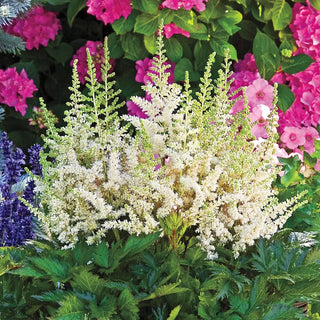 Astilbe Deutschland