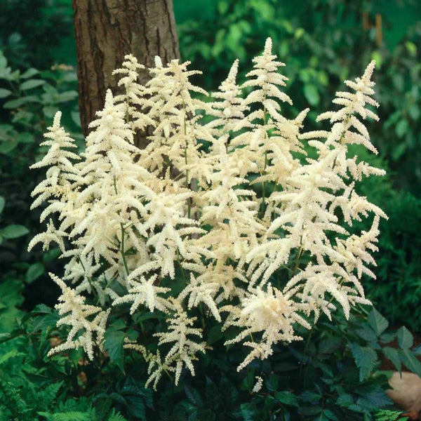Astilbe Deutschland