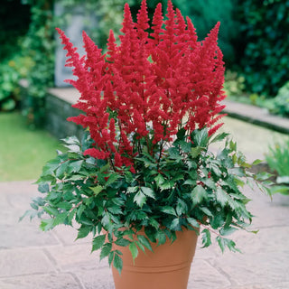 Astilbe Fanal