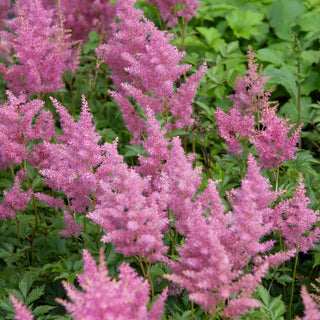 Astilbe Rheinland