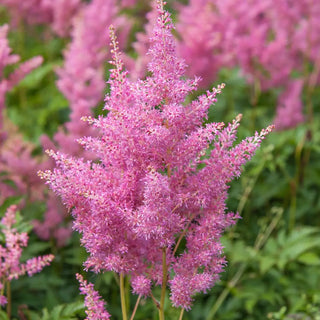 Astilbe Rheinland