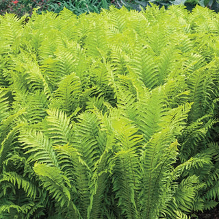 Tennessee Ostrich Fern
